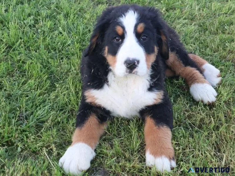 Well Socialized Bernese Mountain Dogs For Sale