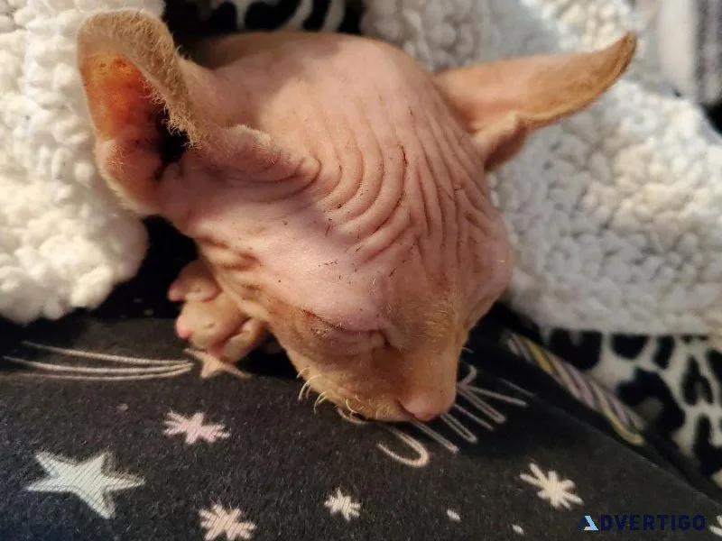 Sphynx kittens