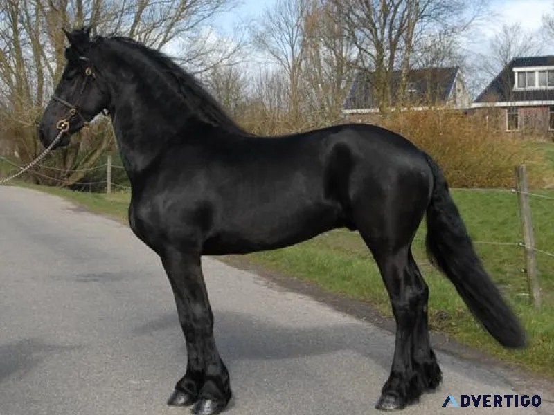 Friesian Horse