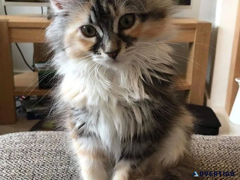 Maine Coon kitten Online