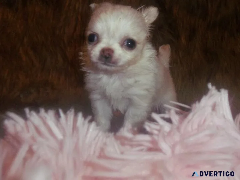 AKC Long Coat Chihuahua Puppies M-F