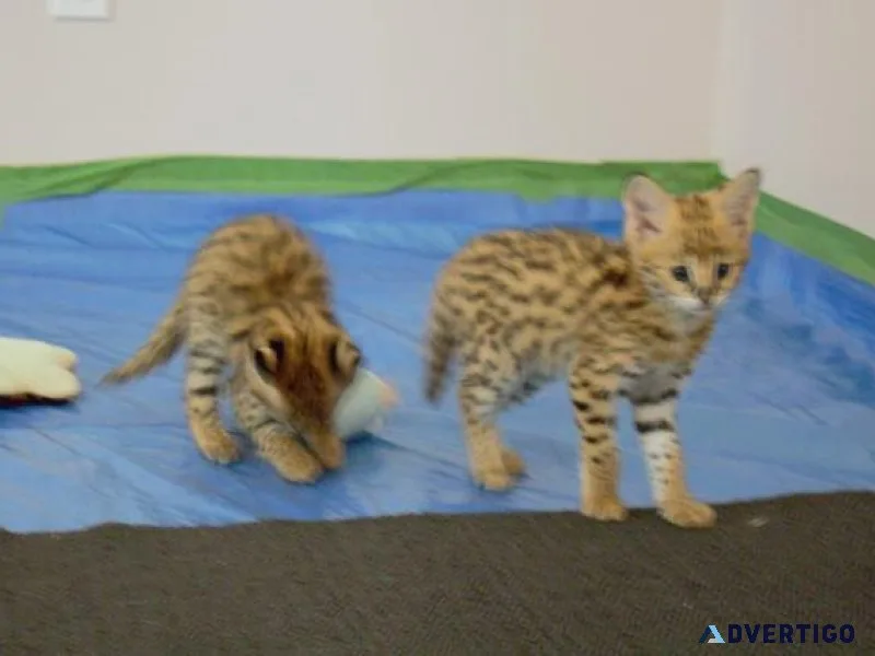 ServalSavannah kittens