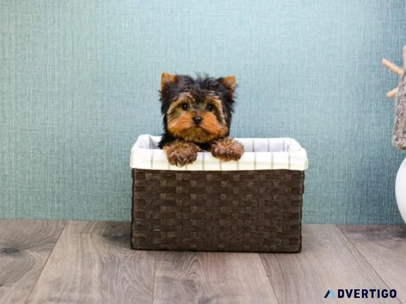 bhtrj Yorkshire terrier