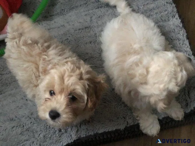Gorgeous Maltipoo puppies For Sale.