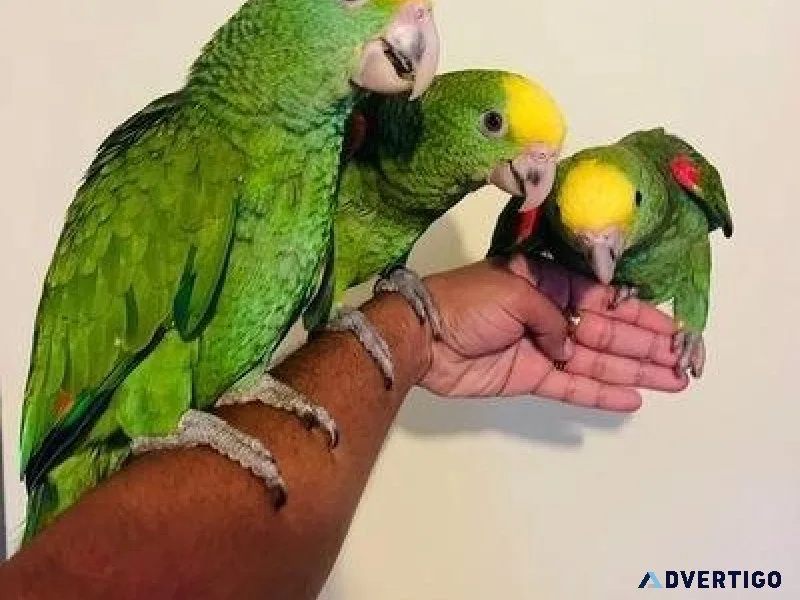 Hand reared double headed Amazon for sale