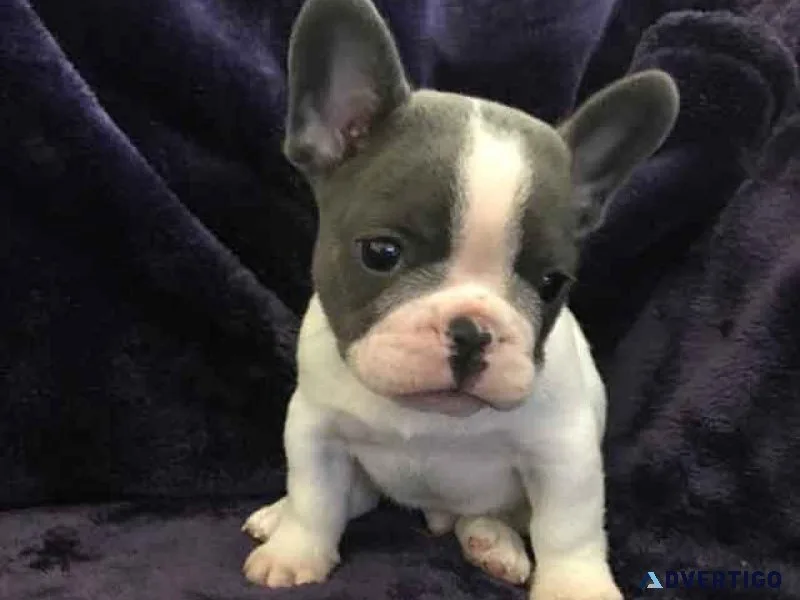FRENCH BULLDOG PUPS