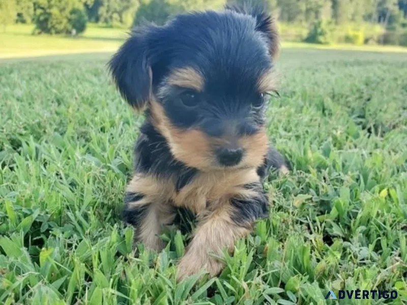 Teacup Yorkies for adoption