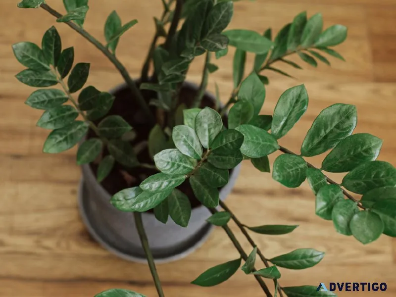 How to purchase Dwarf ZZ Zenzi Plant online