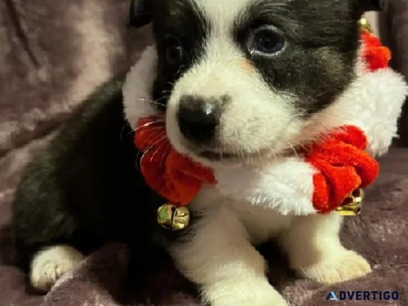 Christmas Corgis