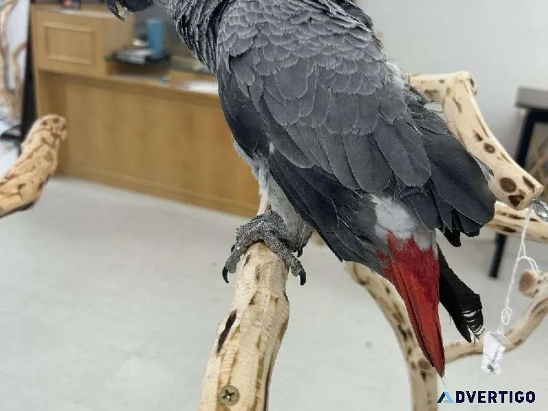 Handfed African Grey Congo Babies