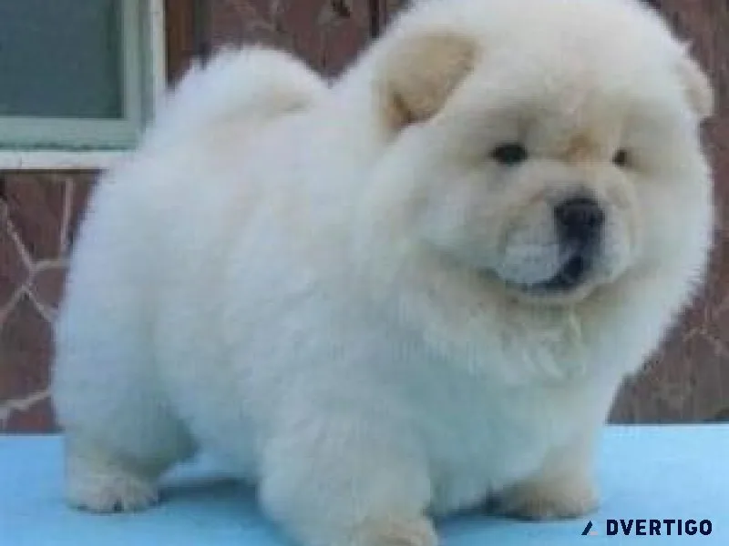 Bouncing Creamy Chow Chow Puppies