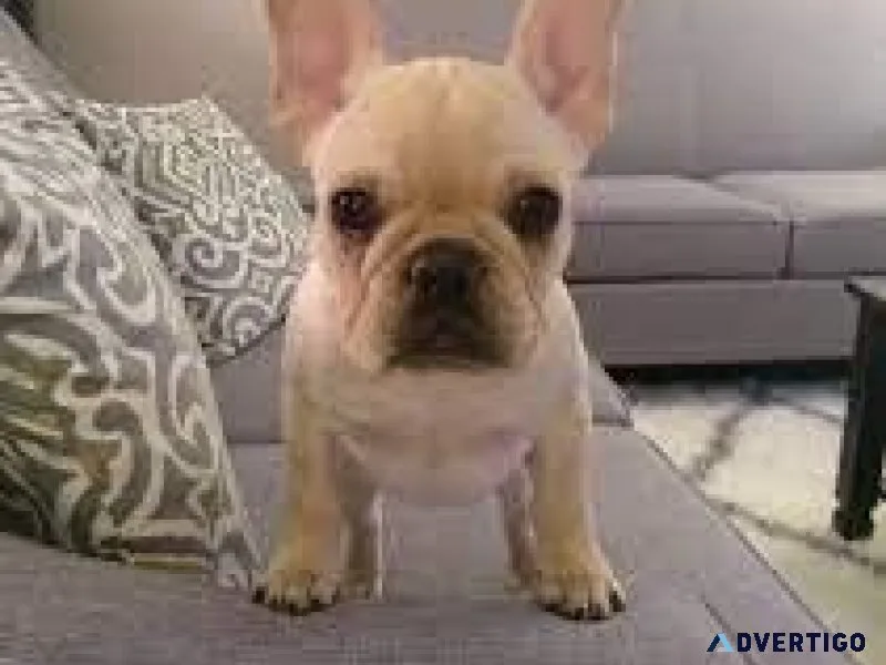 French Bulldog