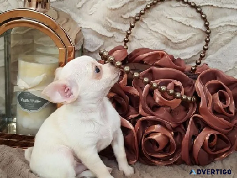 Tchup Tiny Chihuahua Puppies