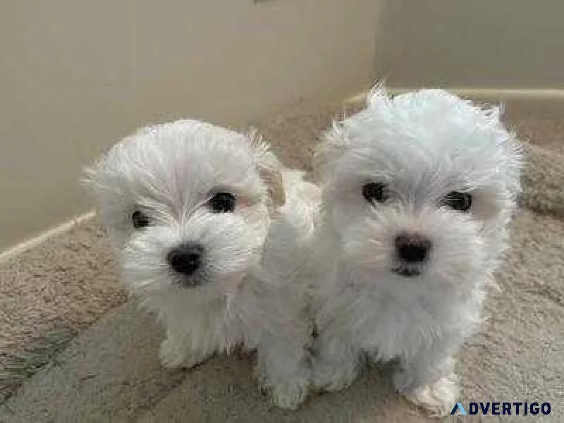 Well Socialized Teacup Maltese Puppies