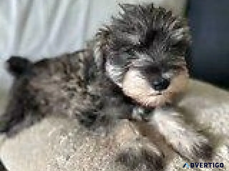 Designer Toy Schnauzers