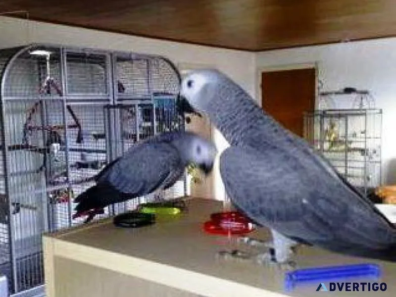 Beautiful African Grey Parrots for Sale