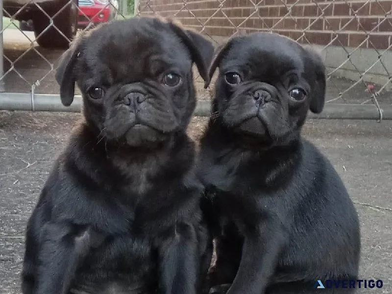 Pug puppies