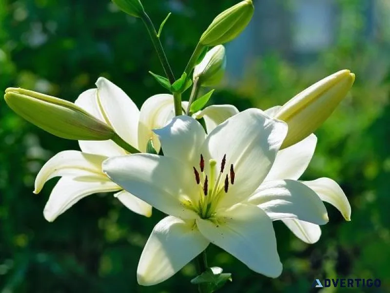 DIY Ideas for White Flowers