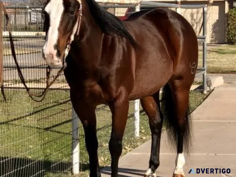 2015 AQHA 15.2hh Bay gelding OSUALDO SMART OLENA