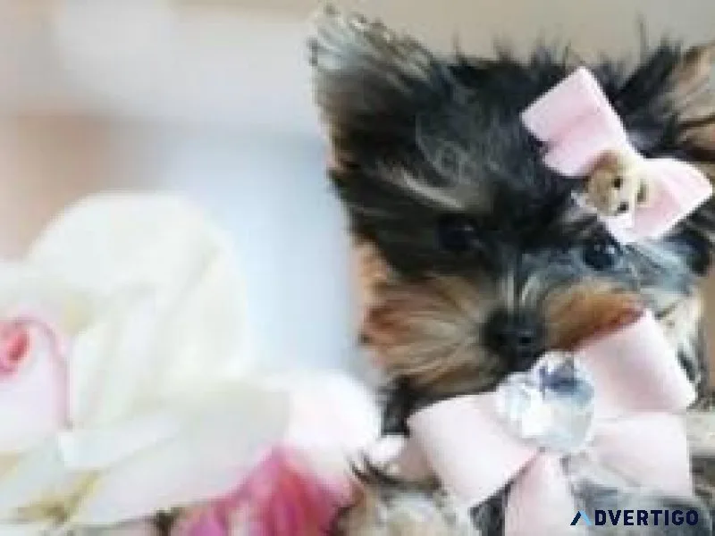 T-CUP YORKIES FOR SALE