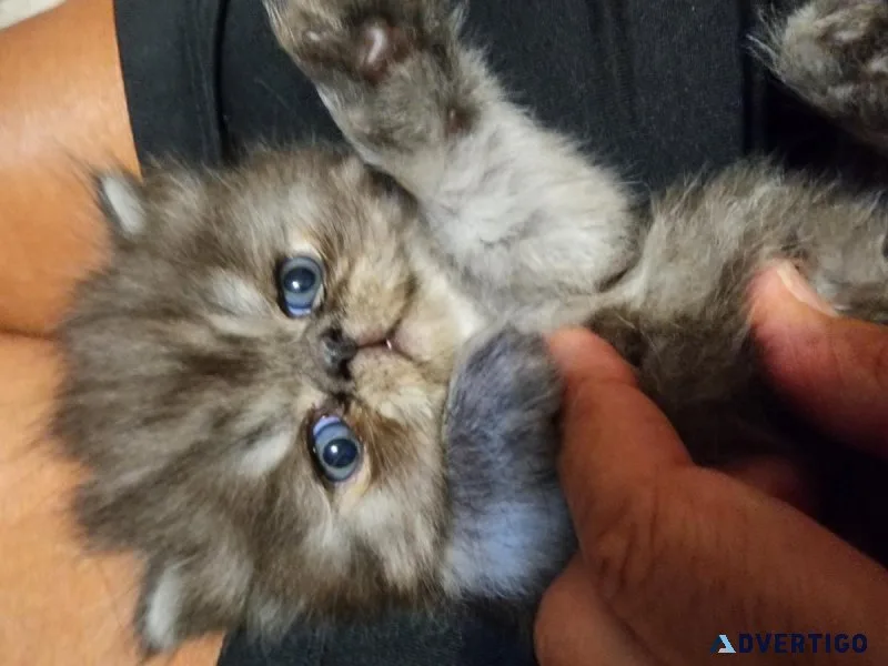 Persian kittens