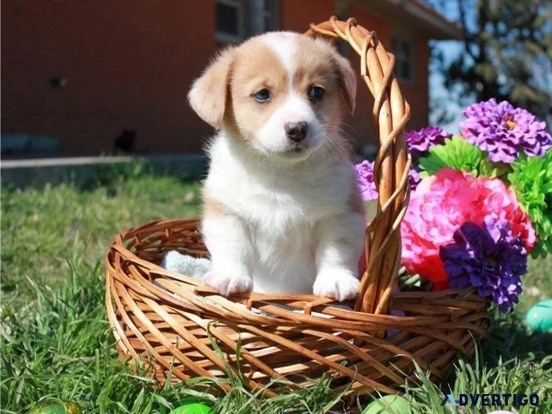 Welsh Corgi Pembroke puppies