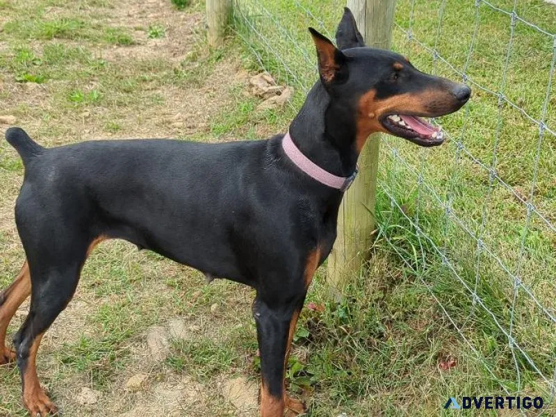 AKC Doberman Pinscher