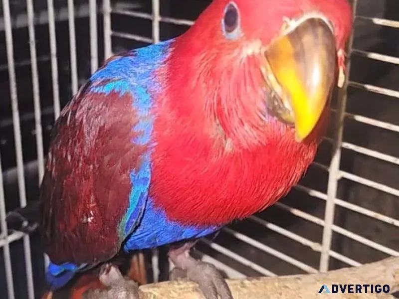 12 week old Eclectus