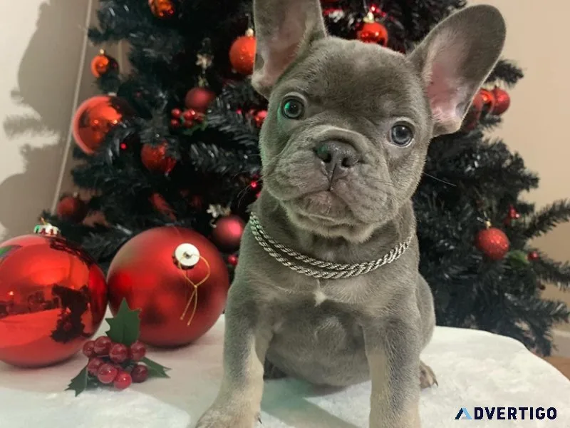 Nice French bulldog puppies