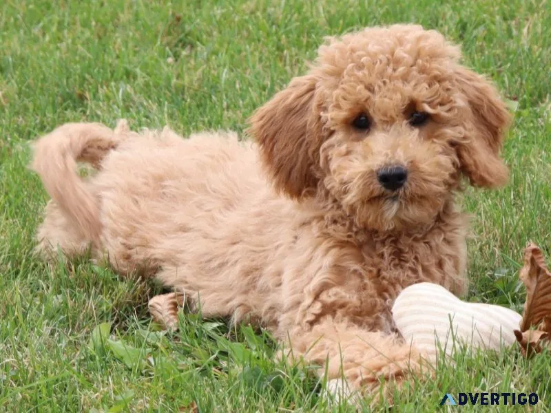 Mandy Female Mini Goldendoodle