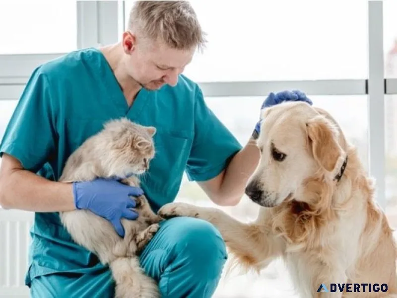 Find the Best Pet Clinics in Sector 137 Noida