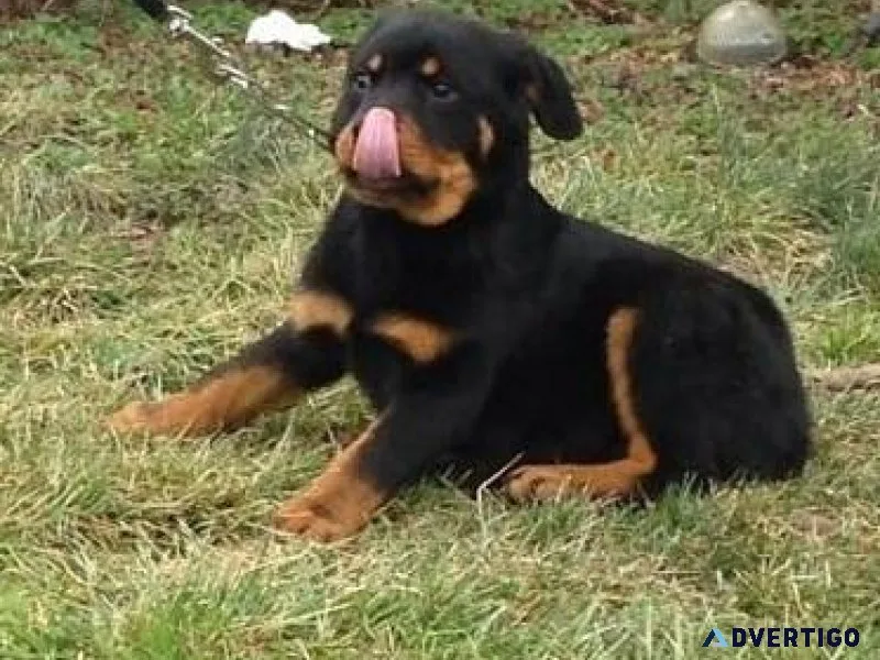 juicy every German rottweiler puppies for Sale