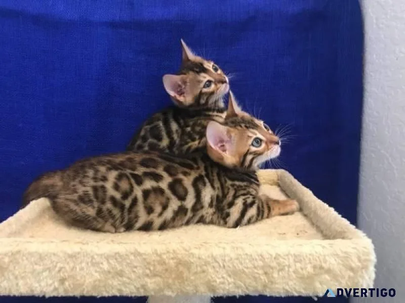 Purebred Rosetted Bengal kittens