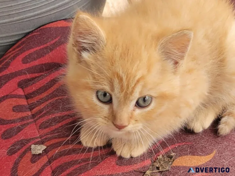 Free kittens