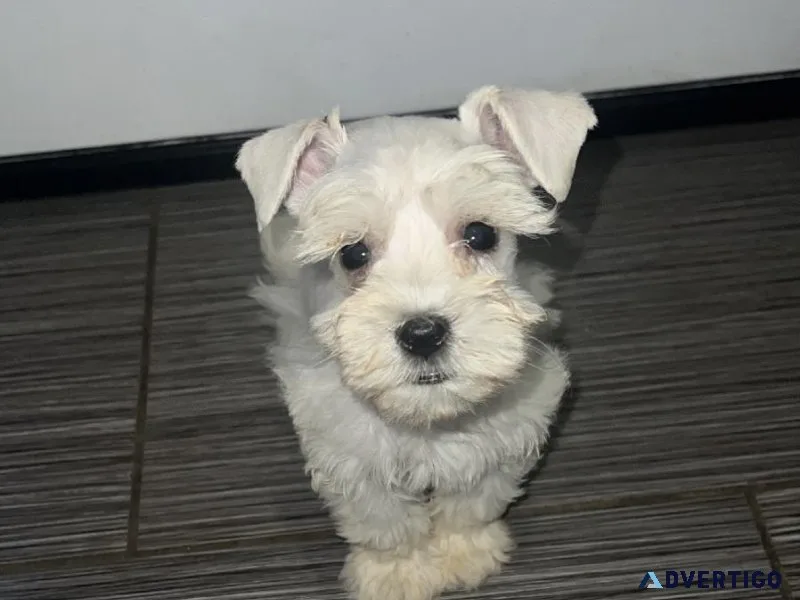 Miniature Schnauzer Pups