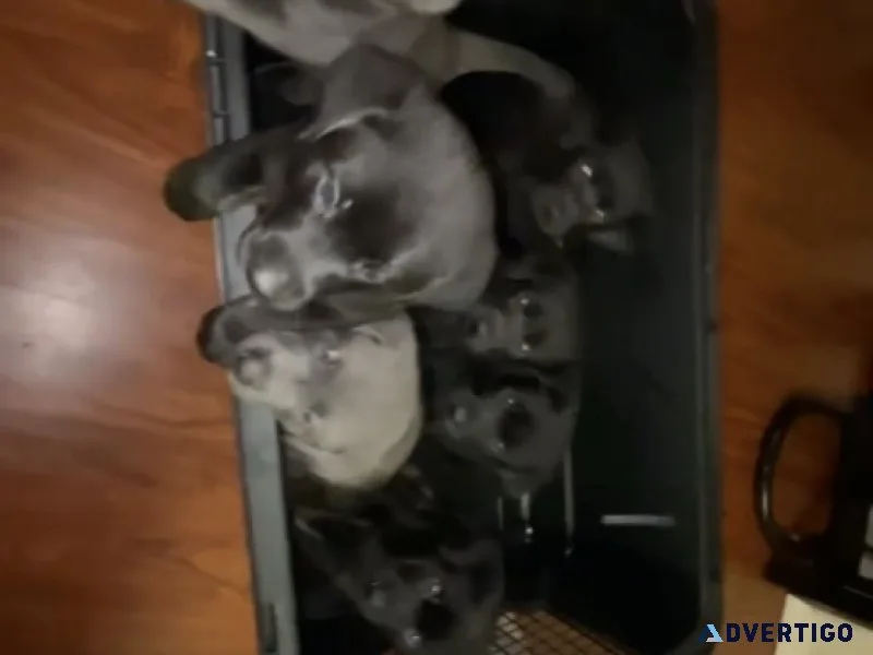 Labradors