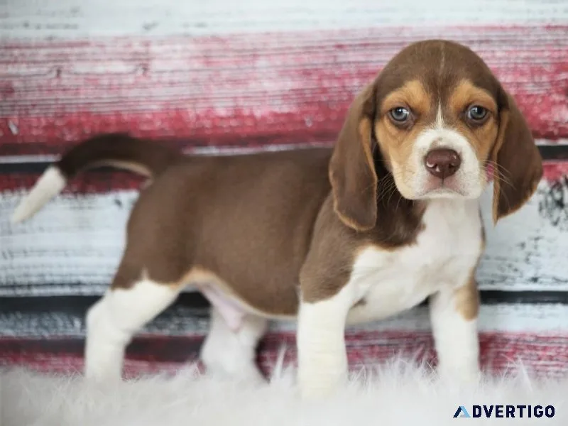 AKC Beagle puppies