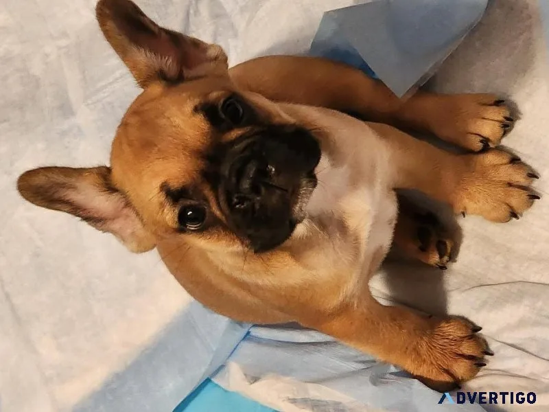 French bulldog puppies for sale