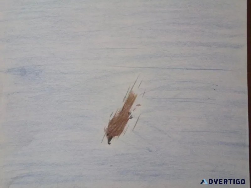 Diving Predator