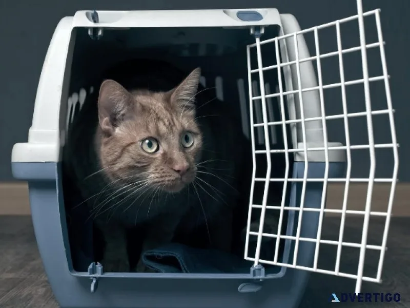 Pet Relocation from India to the USA