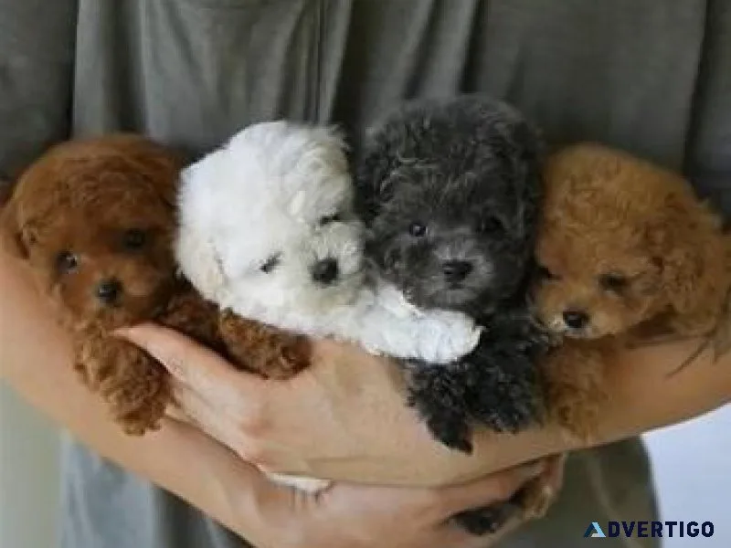 Poodle   Puppies