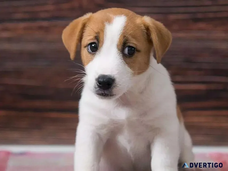 Jack Russell Terrier Puppies