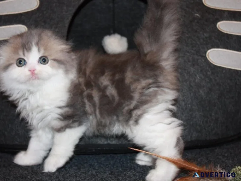 scottish fold kittens