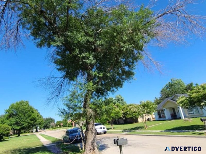 Longhorn TX Tree Service