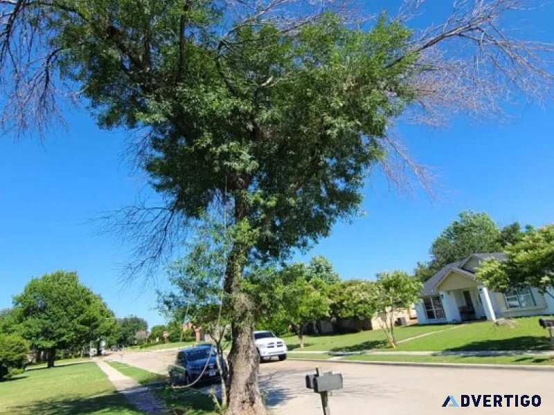 Longhorn TX Tree Service