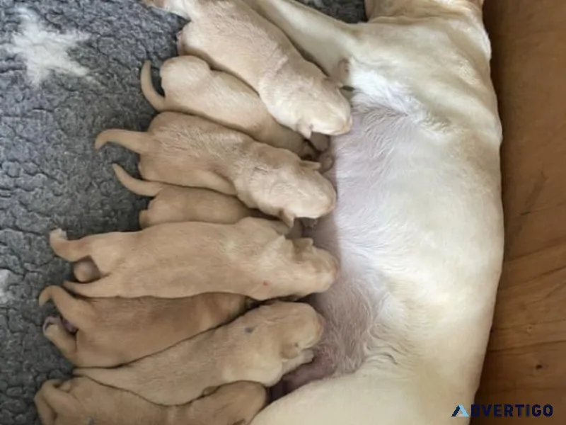 Pets and dogs