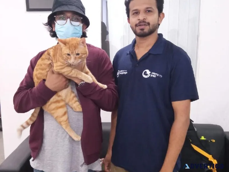 Pet Microchip for Dogs