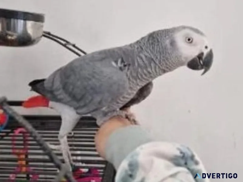 Jessica - Gorgeous - African Grey Parrot