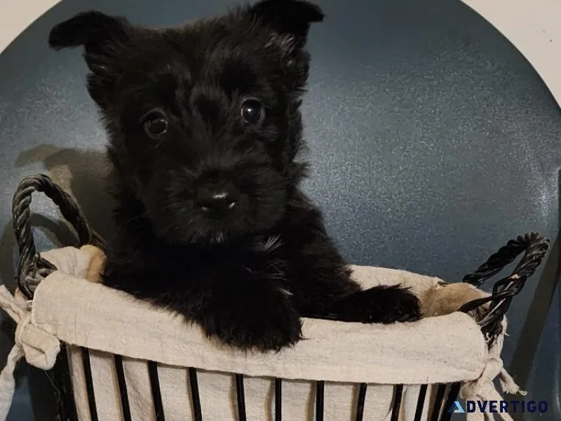 Scottish terrier puppies For Sale