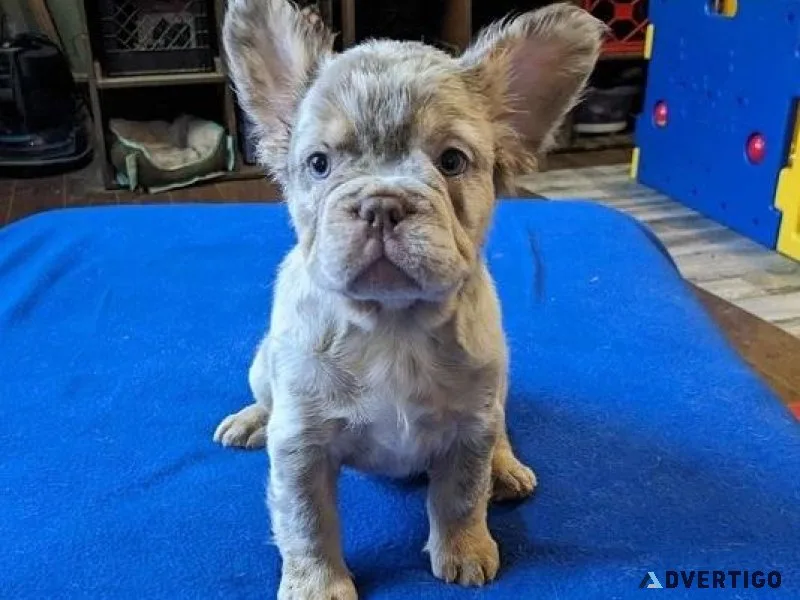 Merle French Bulldog Puppies
